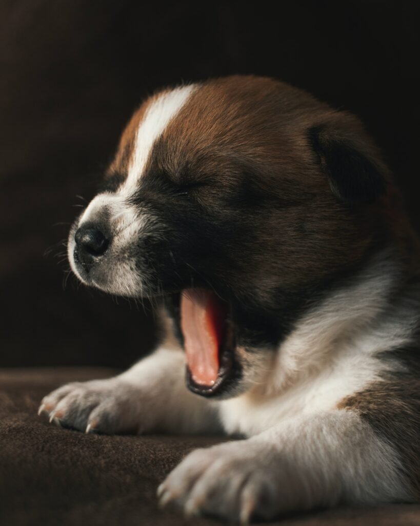 dog yawning